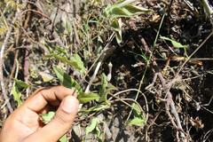 Ceropegia candelabrum var. candelabrum